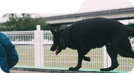 Dog Training