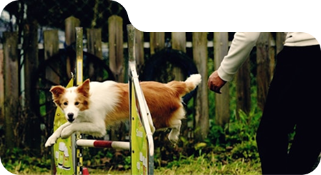 Dog Training