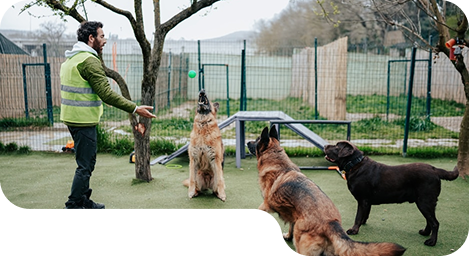 Dog Training