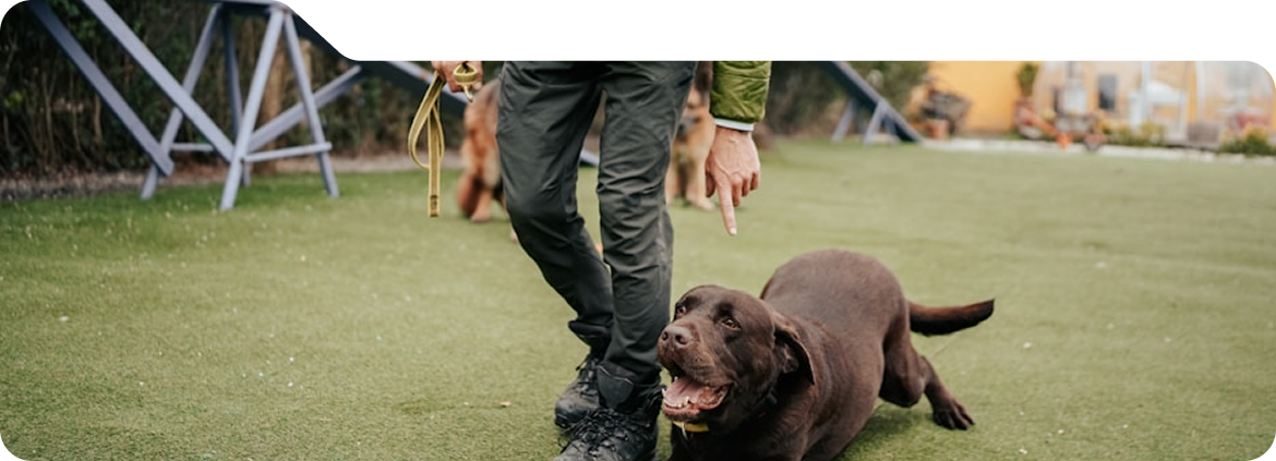 Dog Training