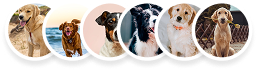 Hero Dogs