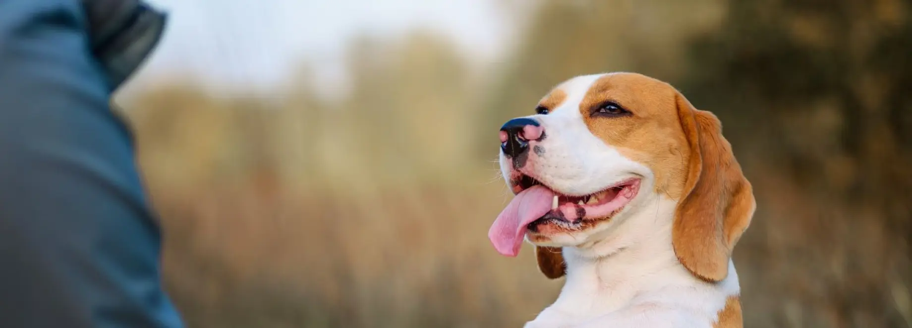 Happy Dog