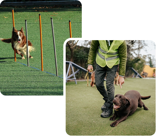 Dogs Training