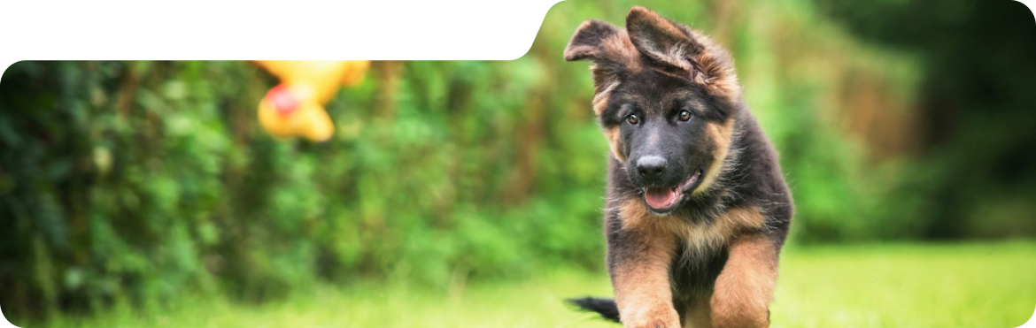 Puppy Training Hero