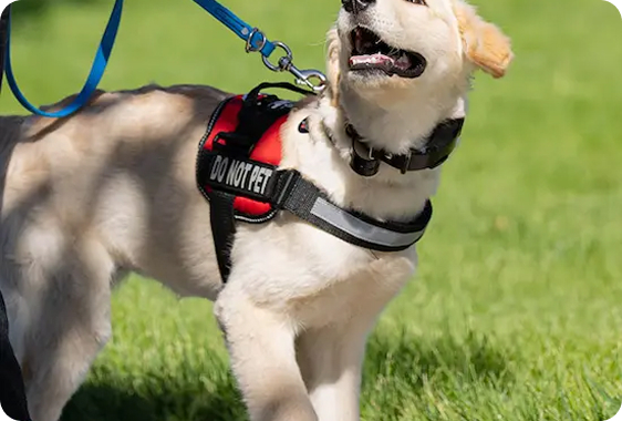 Dog Training
