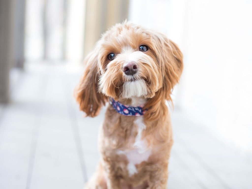 putting your dog in timeout