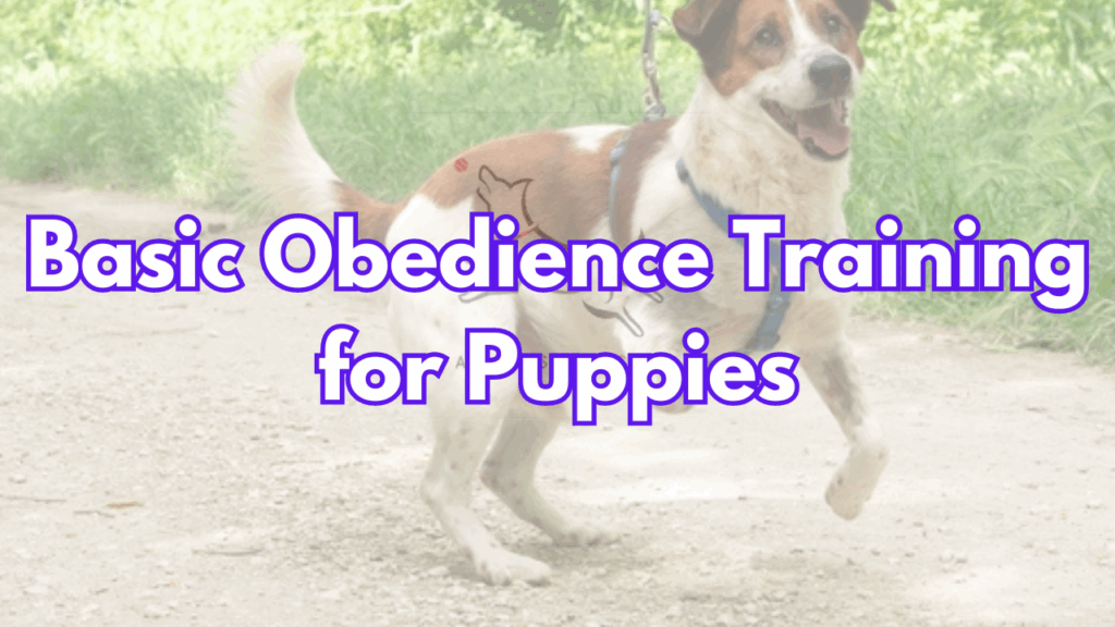 Basic Obedience Training for Puppies