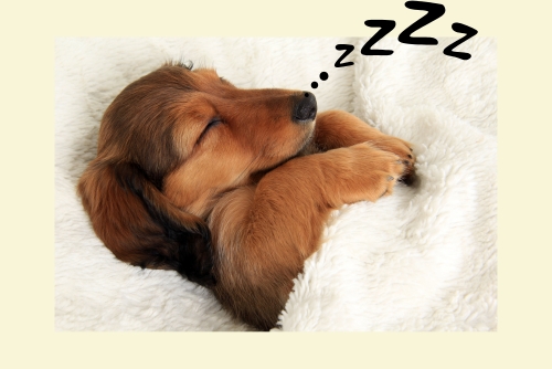 puppy sleep schedule