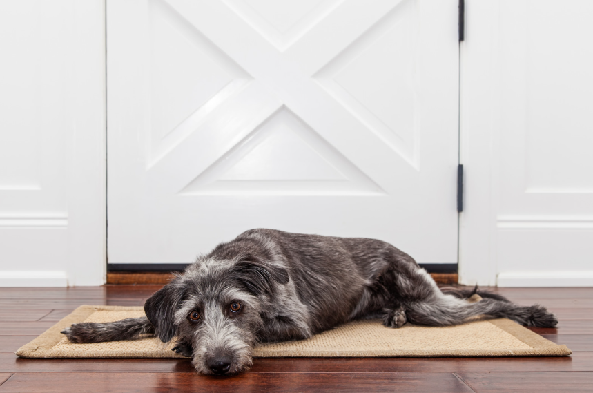 Dog lying by front door waiting for owner to come home in Frisco