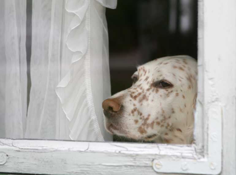 Dog looking out window waiting for owner to return home in Frisco