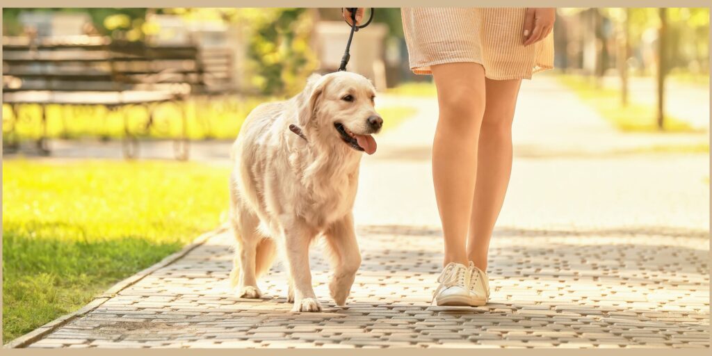 walking a reactive dog