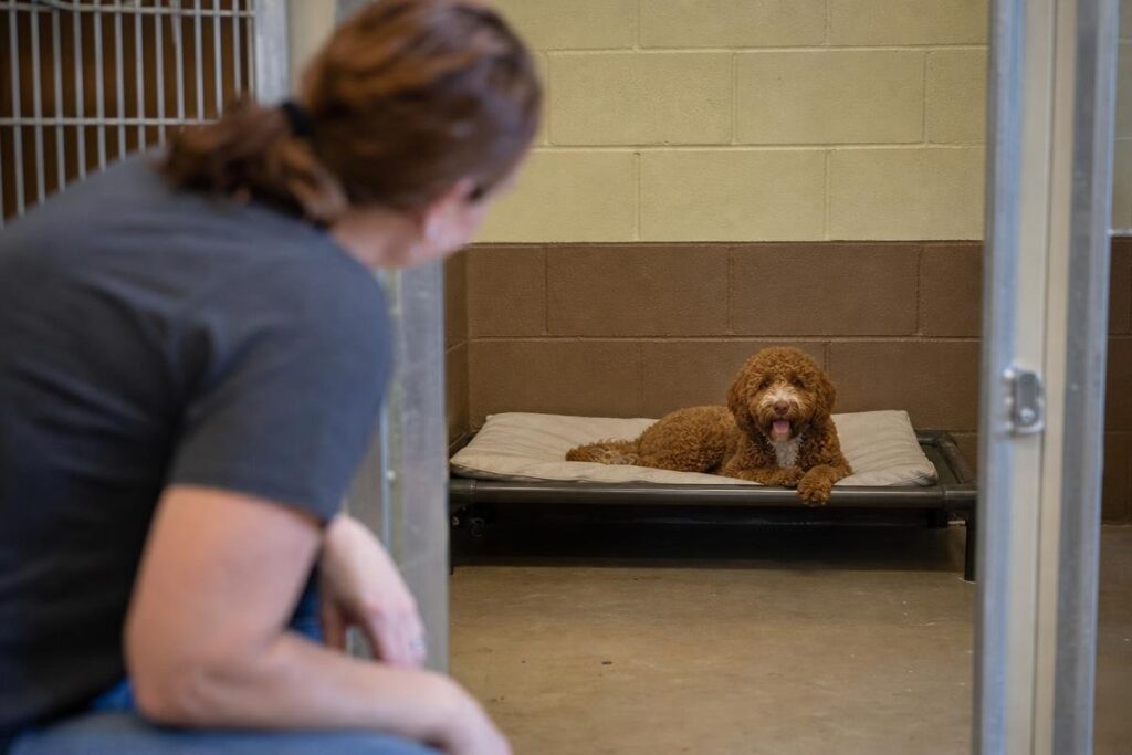 dog overnight boarding at All Dogs Unleashed Shreveport Barksdale Hwy facility