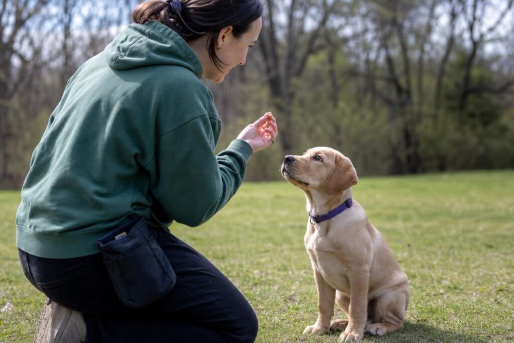 puppy obedience classes in Bossier City with a professional dog trainer