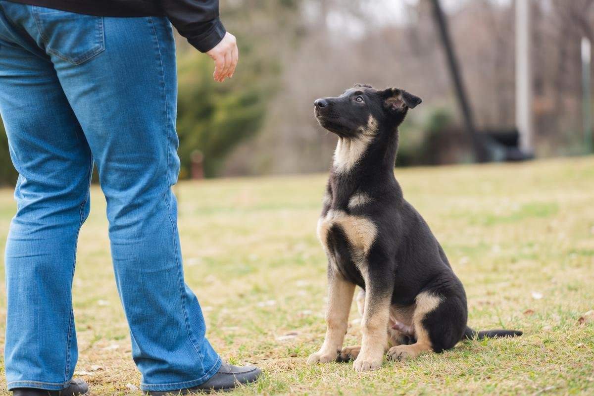 puppy obedience classes Bossier City early training session