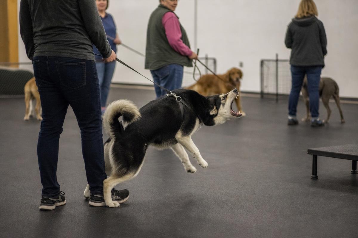 dog struggling in group training class, candidate for private dog training Denver