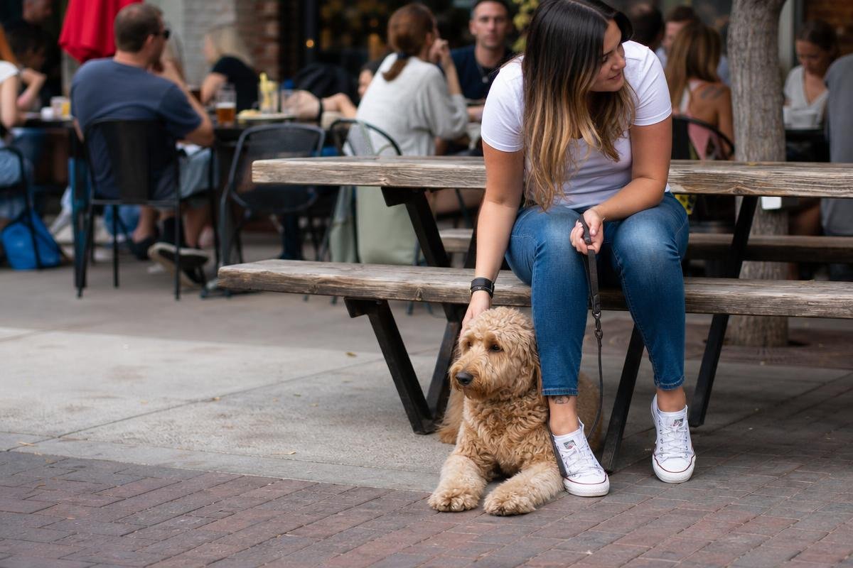dog training classes Denver dog sitting calmly at outdoor patio