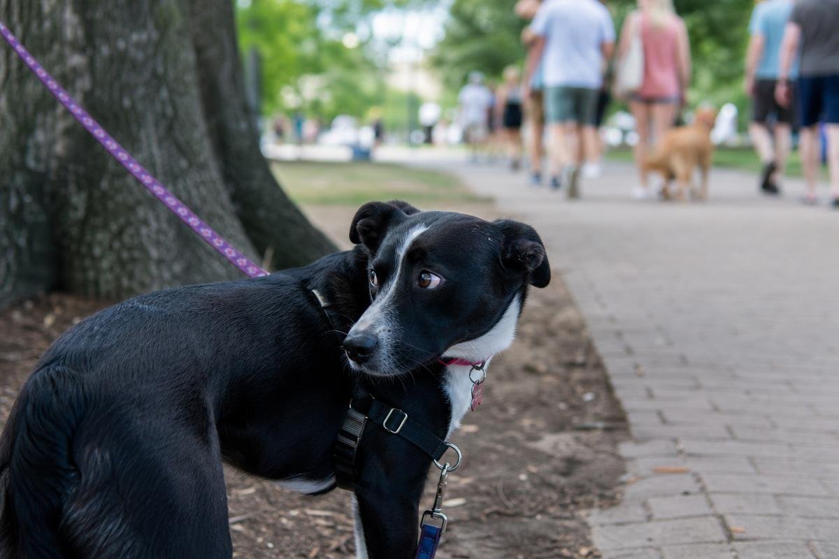 signs of fear aggression in dogs body language checklist