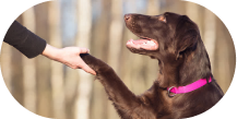 Trainer working with a small dog in home training session in Dallas