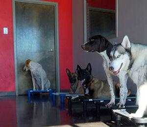 Board & Train (1 Dog)