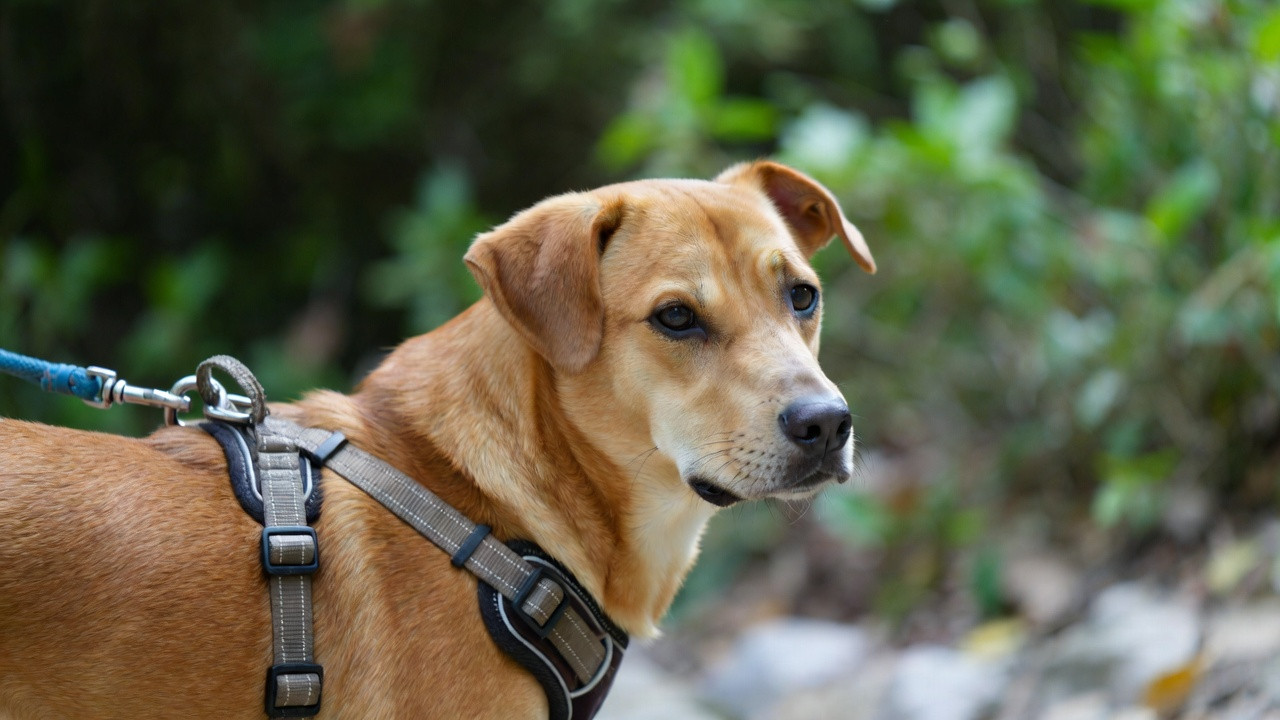 The Role of Board and Train in Aggressive Dog Rehabilitation