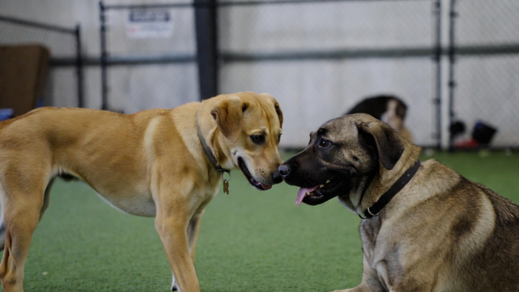 Know the Different Types of Dog Training Programs Available