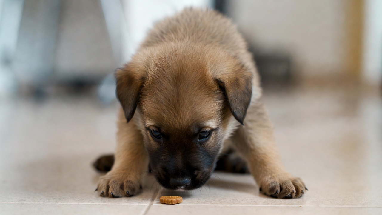 What Happens in a Typical Puppy Training Class