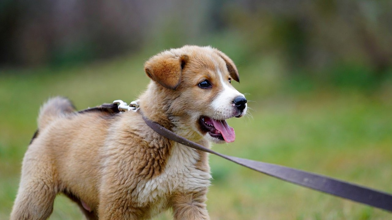 Common Puppy Behavior Problems Addressed in Class