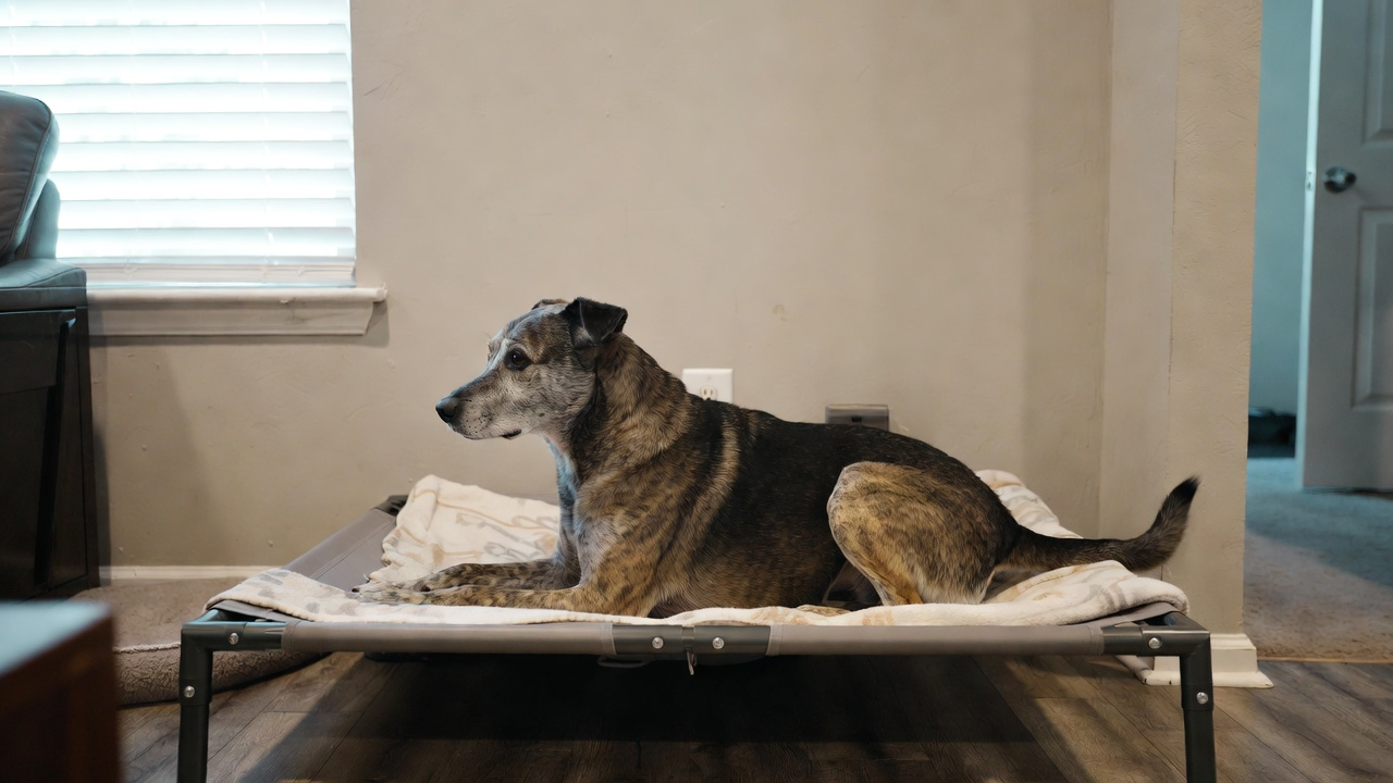 What to Expect When Your Dog Returns Home