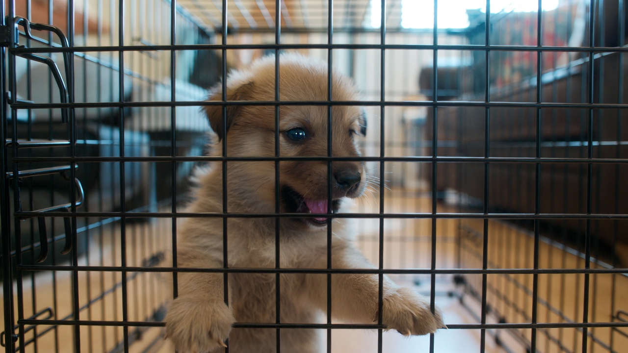 Common Crate Training Mistakes
