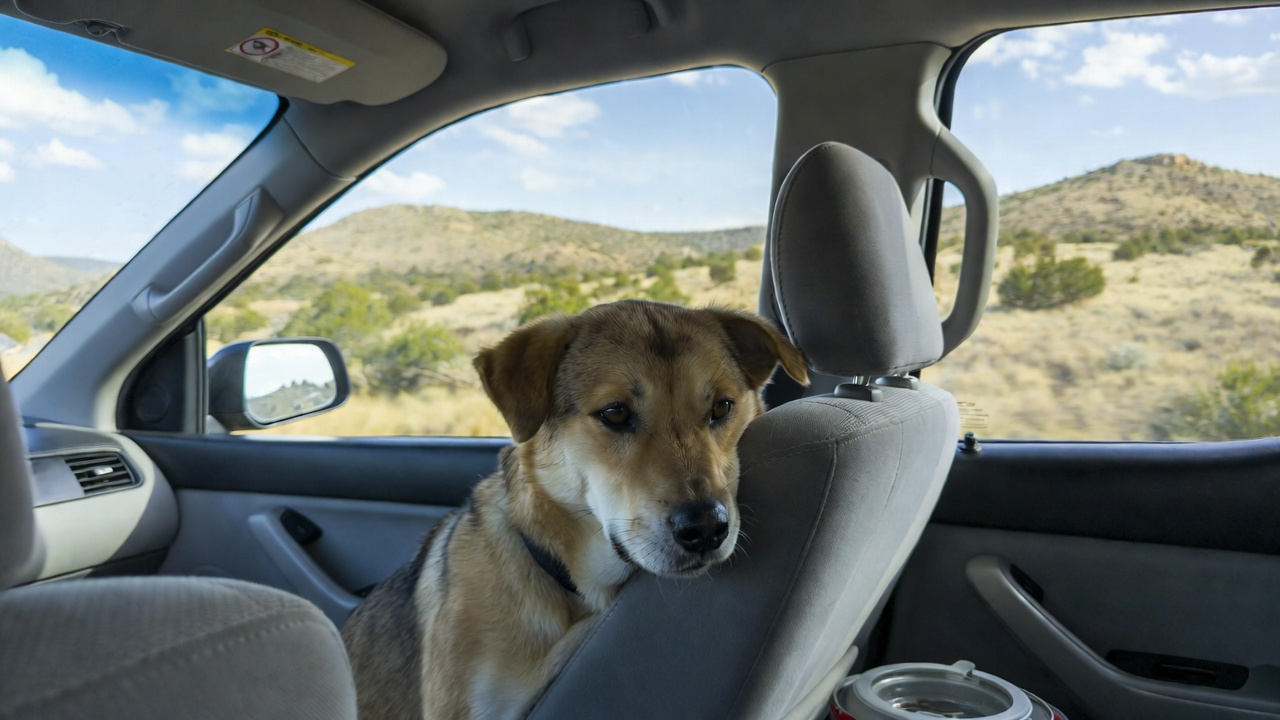 7. Take a Dog-Friendly Holiday Road Trip in the Austin Area