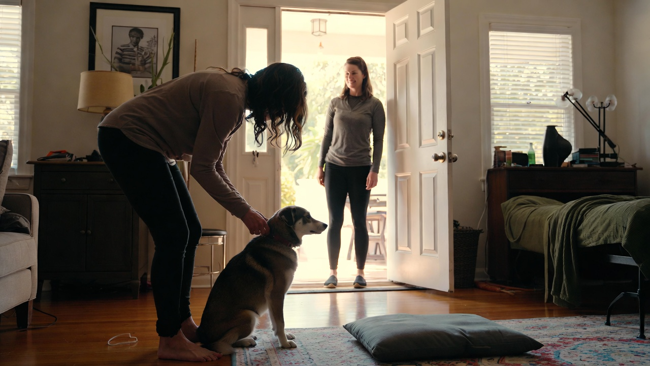 Why Separation Anxiety Develops in Austin Dogs