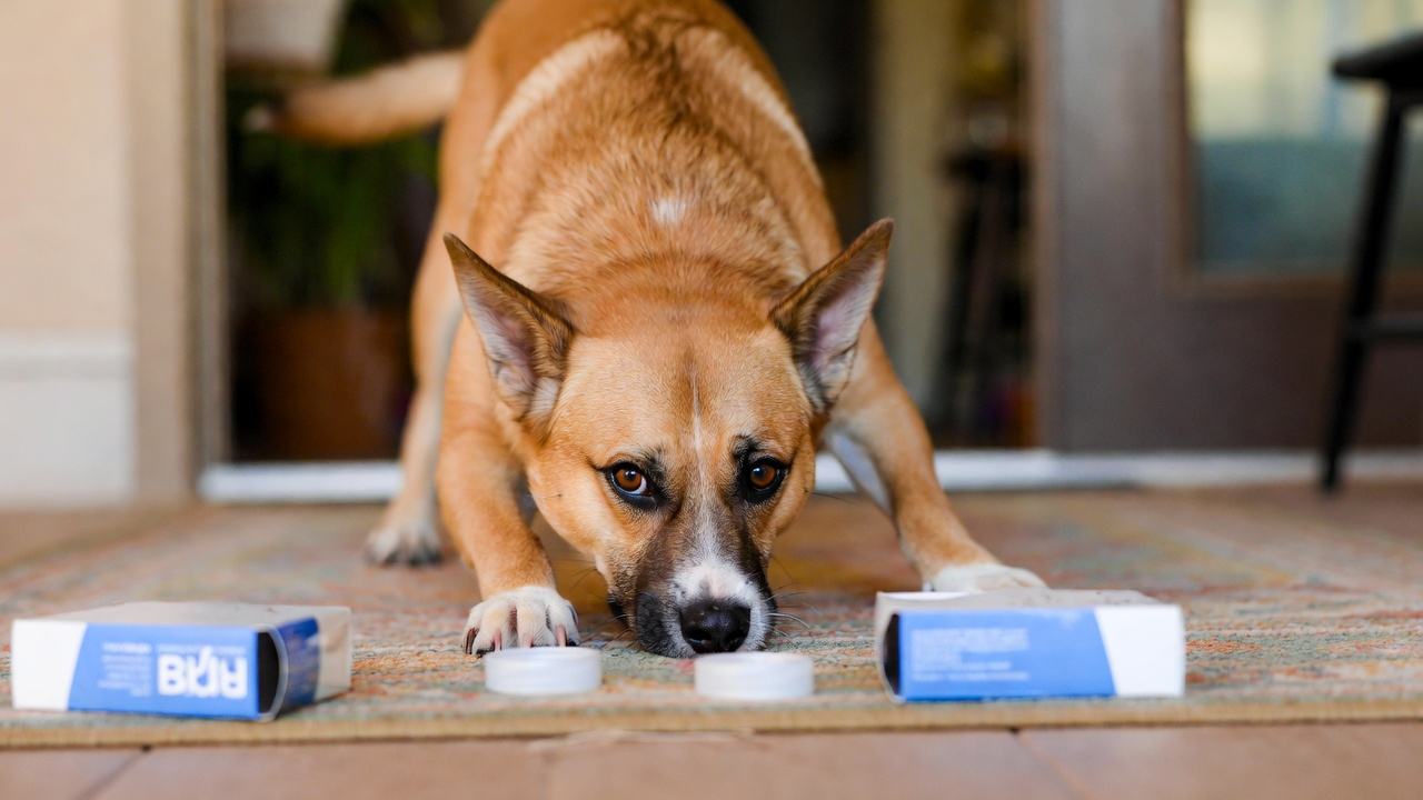 Resolution 8: Try a New Enrichment Activity With Your Dog