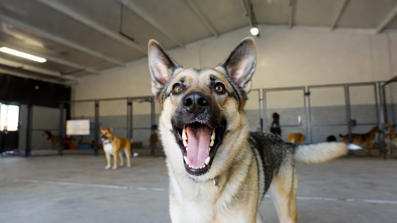 7. Dog Daycare on High-Activity Days