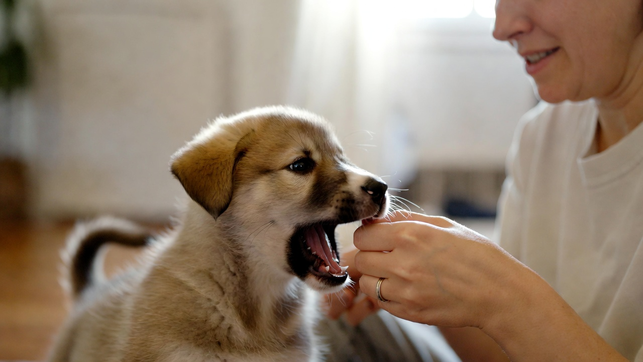 Effective Strategies for Addressing Puppy Biting Early