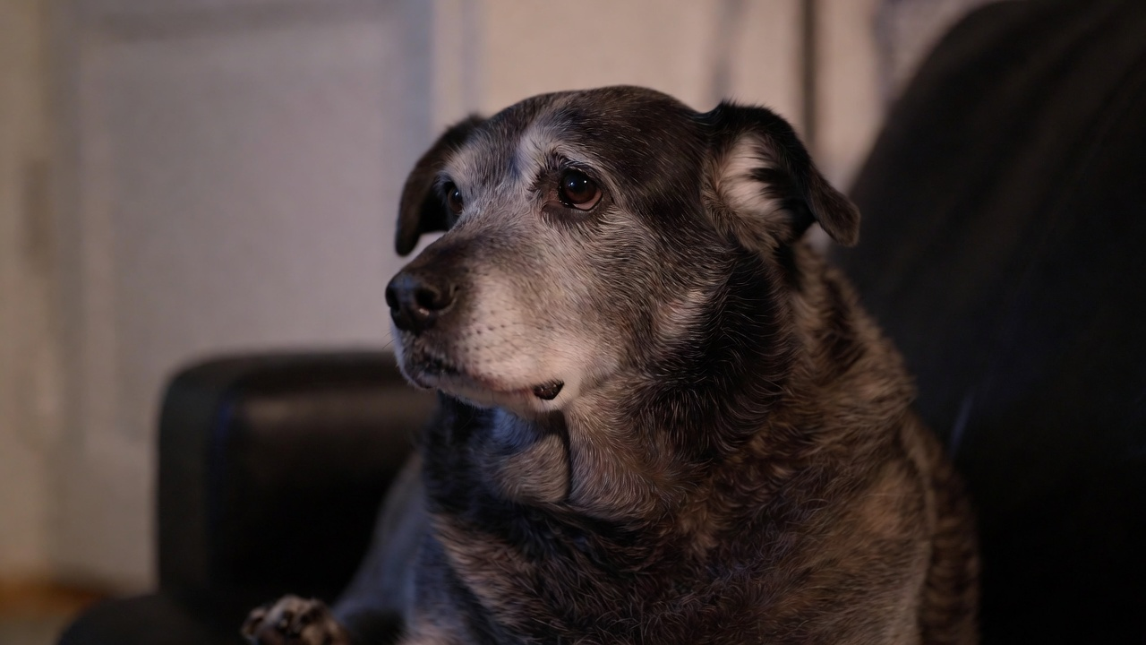 How Training Improves Quality of Life for Senior Dogs