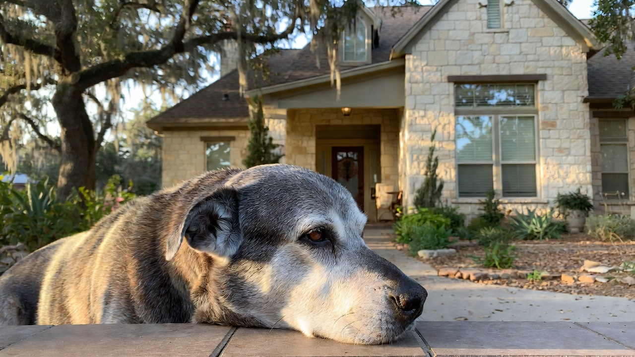 Invest in Your Austin Senior Dog in 2026