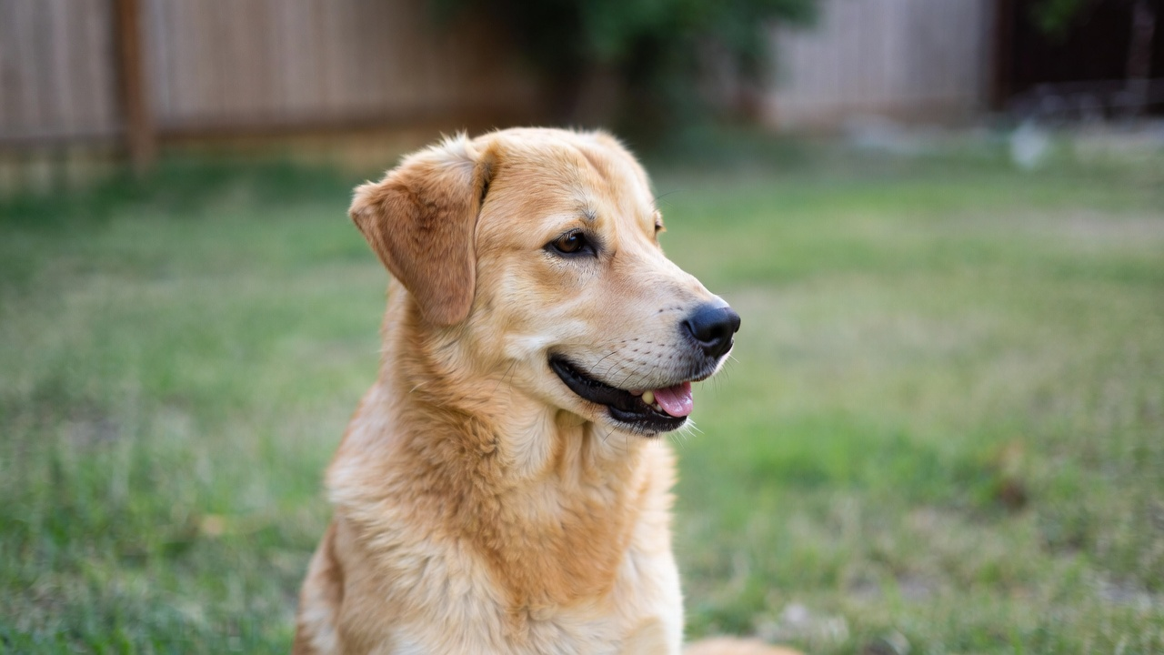 Obedience Training Supports Mental Health and Confidence