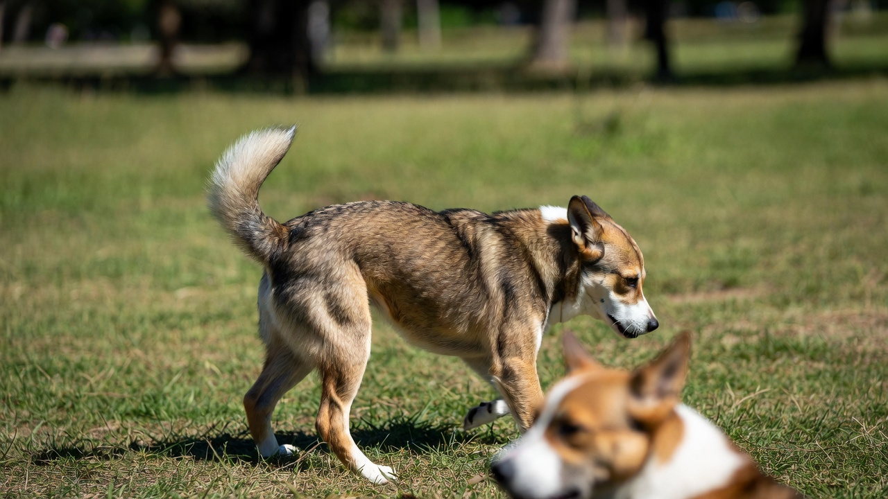Is Your Dog Ready for Off-Leash Areas?