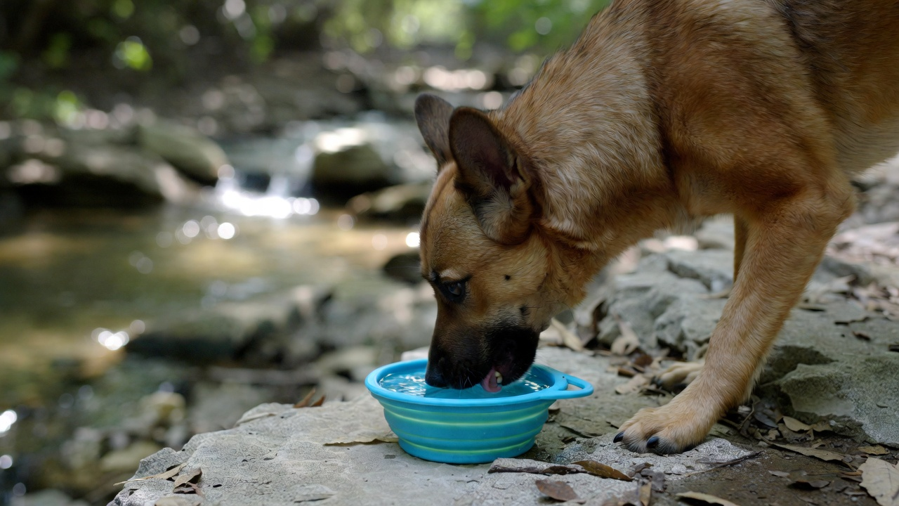 5. Pack a Dog-Ready Trail Kit