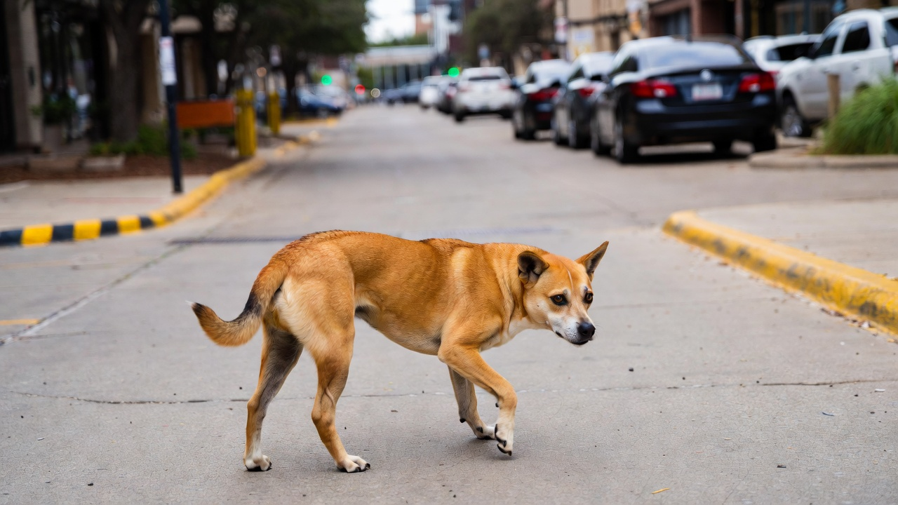 Signs Your Dog's Socialization Needs Attention