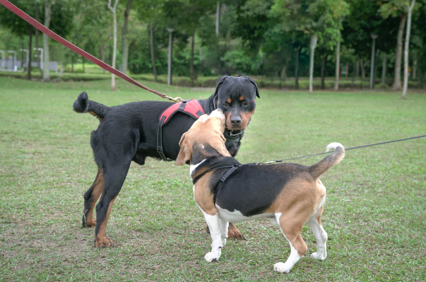 What Dog Socialization Training Actually Involves