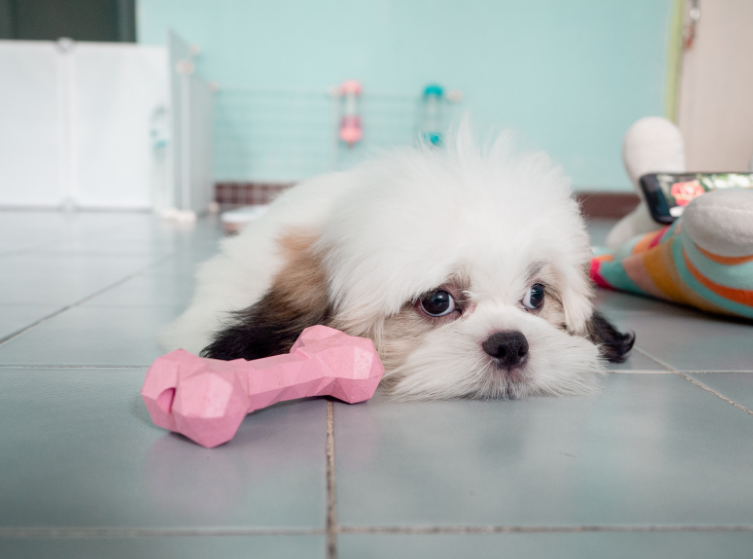 A small white and brown Shih Tzu puppy lying on a gray tile floor next to a pink geometric bone-shaped toy, looking directly at the camera with wide eyes.