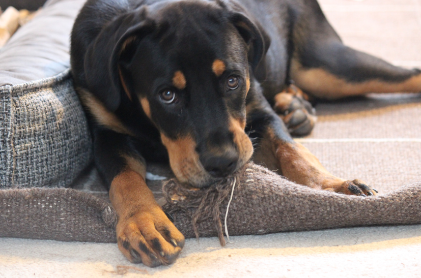 Separation Anxiety and Austin's Lifestyle