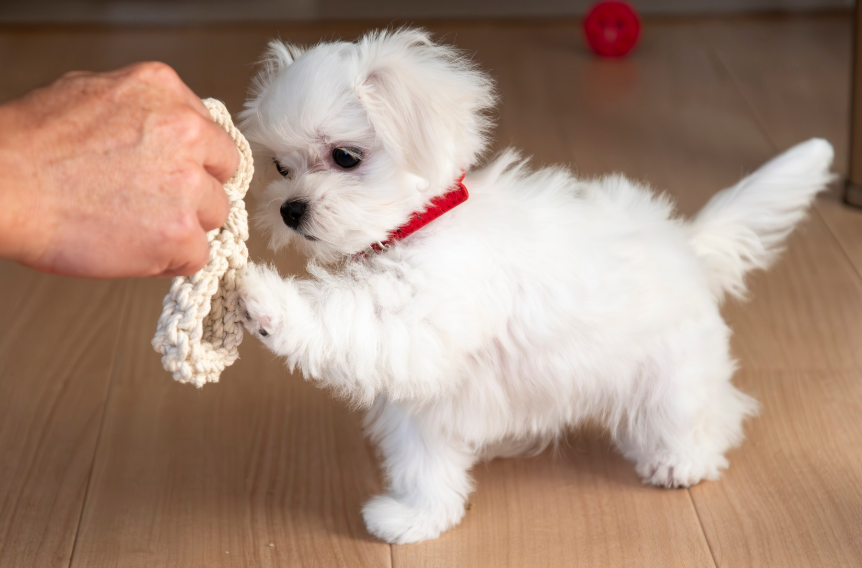 Starting Training Early