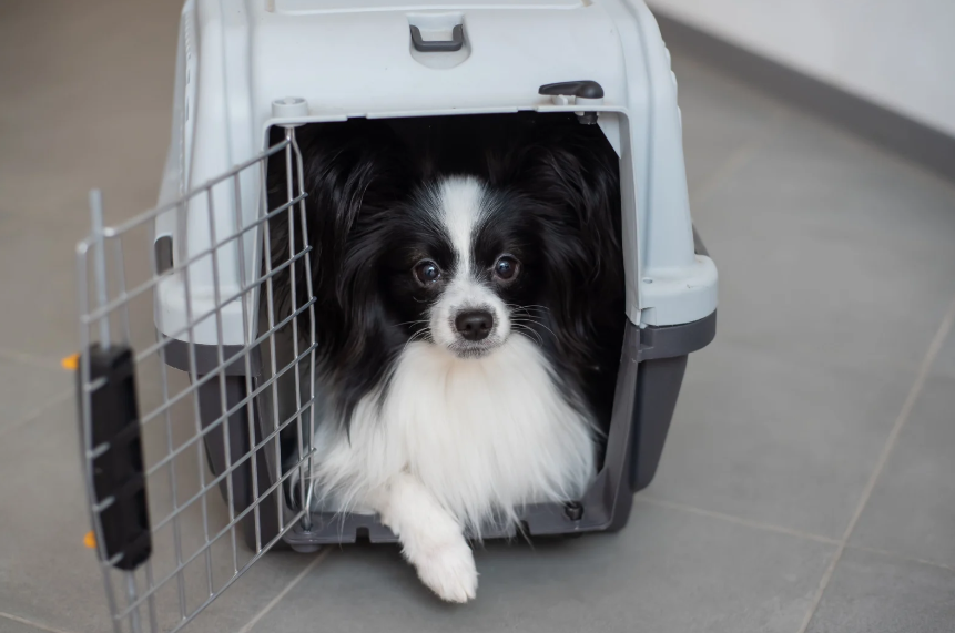 Step 2: Introduce the Crate Gradually