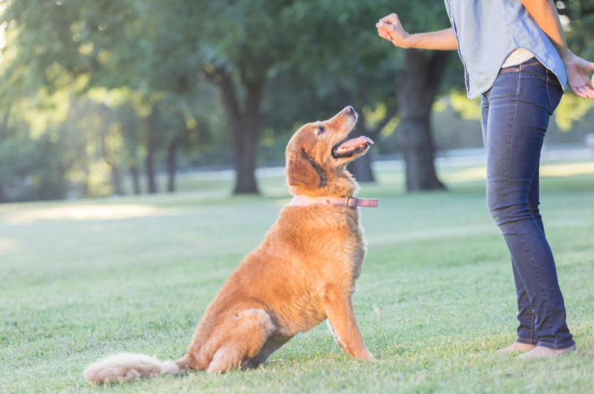 The Core Commands Every Dog Needs