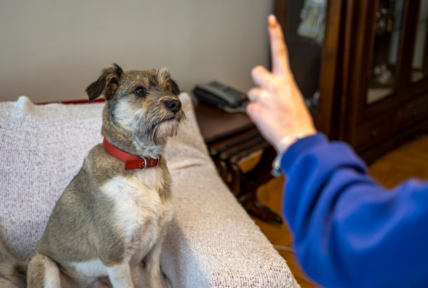 Tips for Teaching Commands at Home