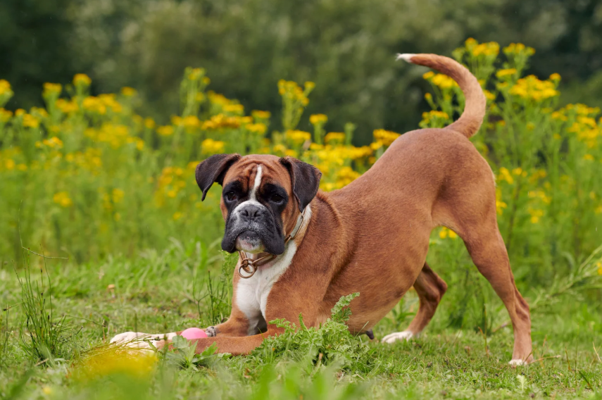 Best Family Dog Breeds for Dallas Suburbs