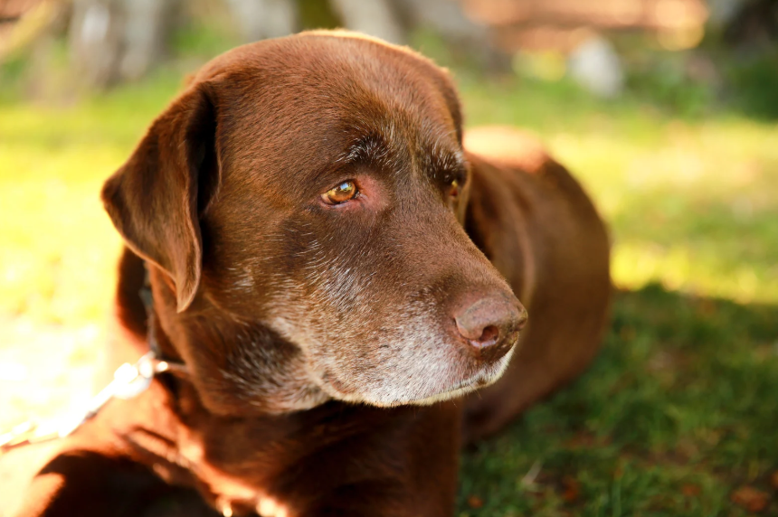 A senior chocolate Labrador Retriever lying on green grass in warm sunlight, looking off to the side with a calm, gentle expression and a graying muzzle.