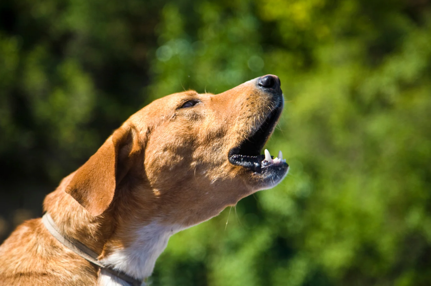 A tan and white dog with its head tilted upward and mouth open, appearing to howl or bark, photographed in profile against a blurred green outdoor background.